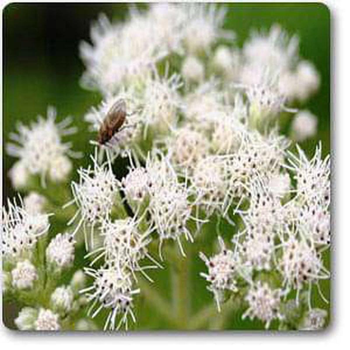 Eupatorium perfoliatum 8211 Plant