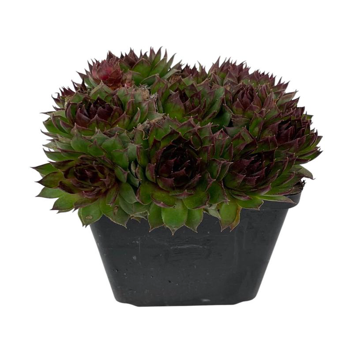 Sempervivum 8216Sunset8217 4 Inch