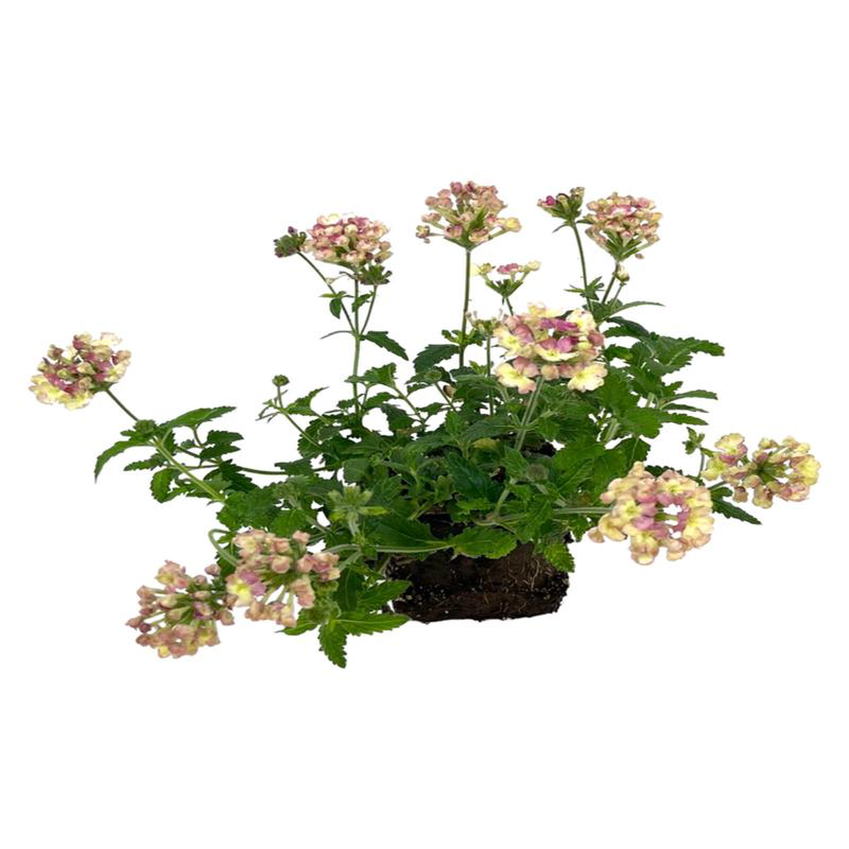 Verbena 8216Lanai Vintage8217 4 Inch