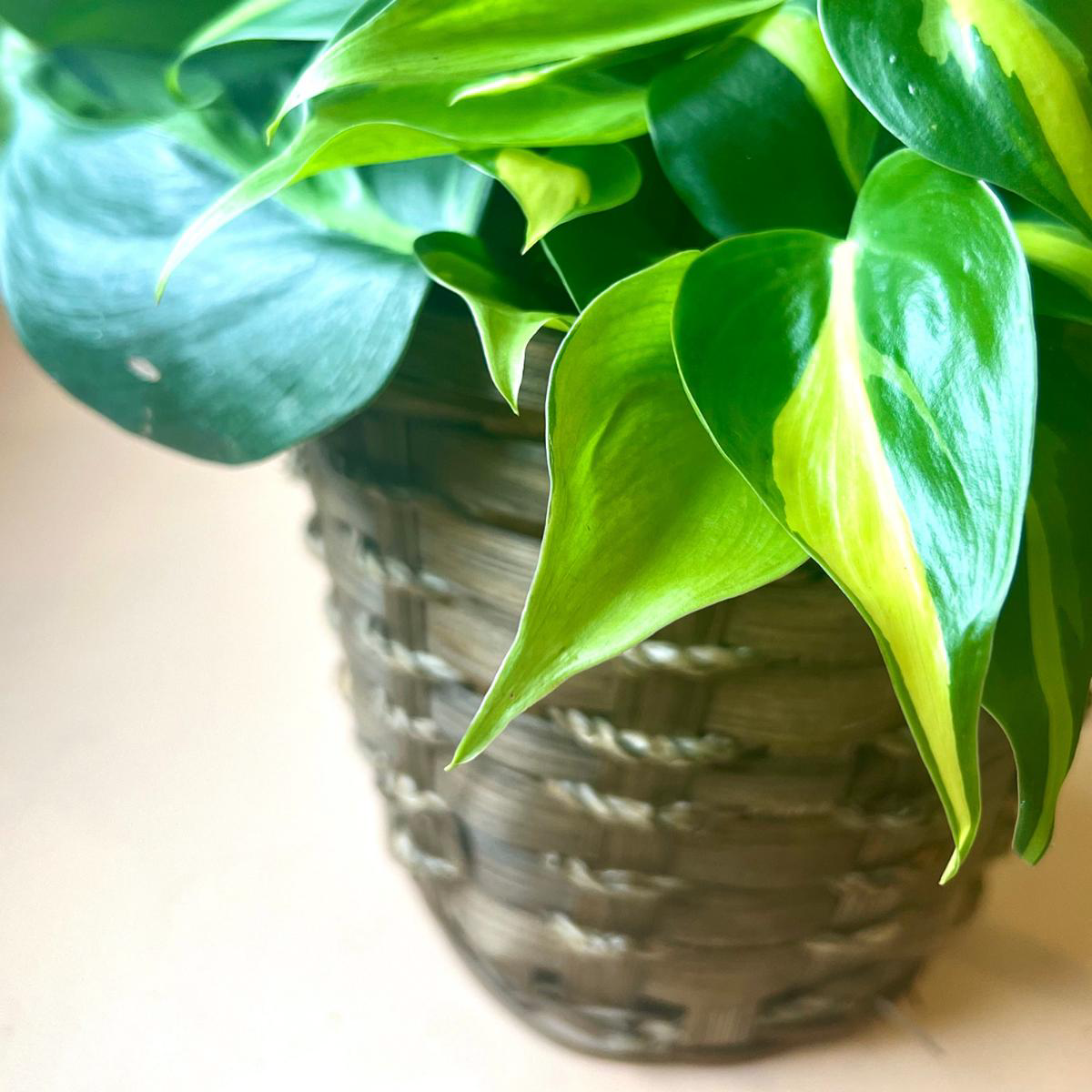 Hardy Tropical in Basket