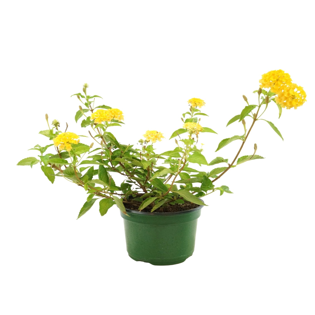 Lantana 8216Landmark Gold8217 4 Inch