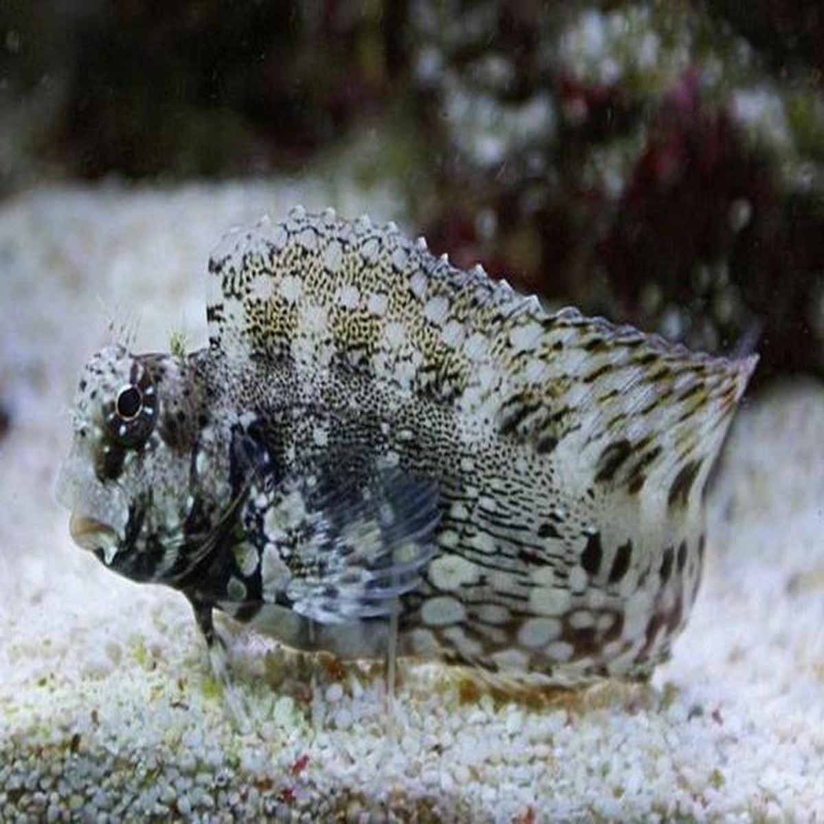 Lawnmower Blenny XL