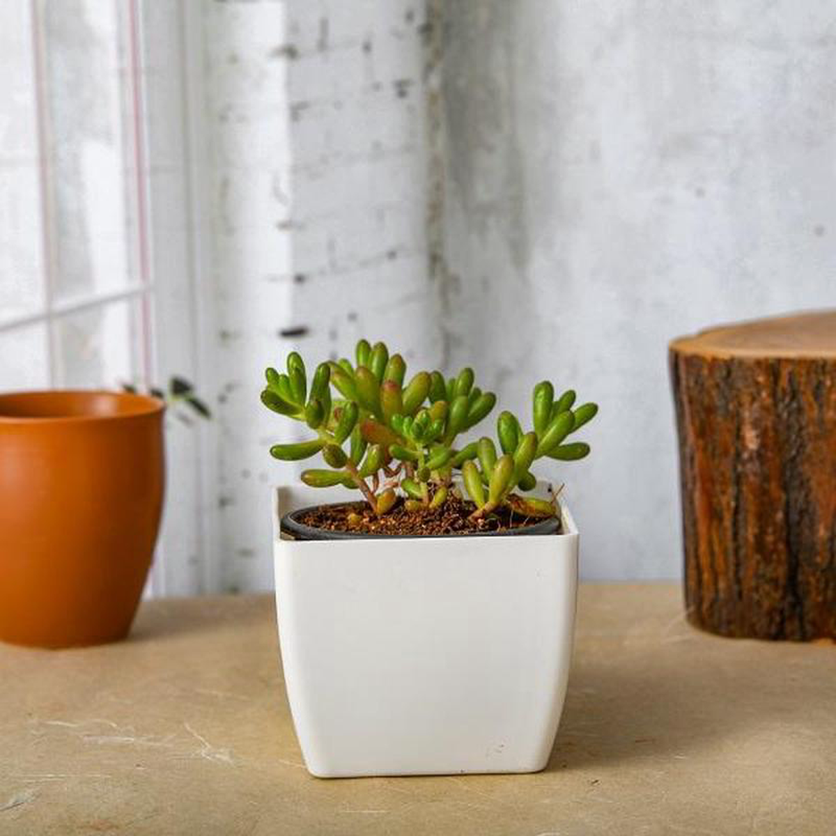 Sedum rubrotinctum Pork and Beans 8211 Succulent Plant