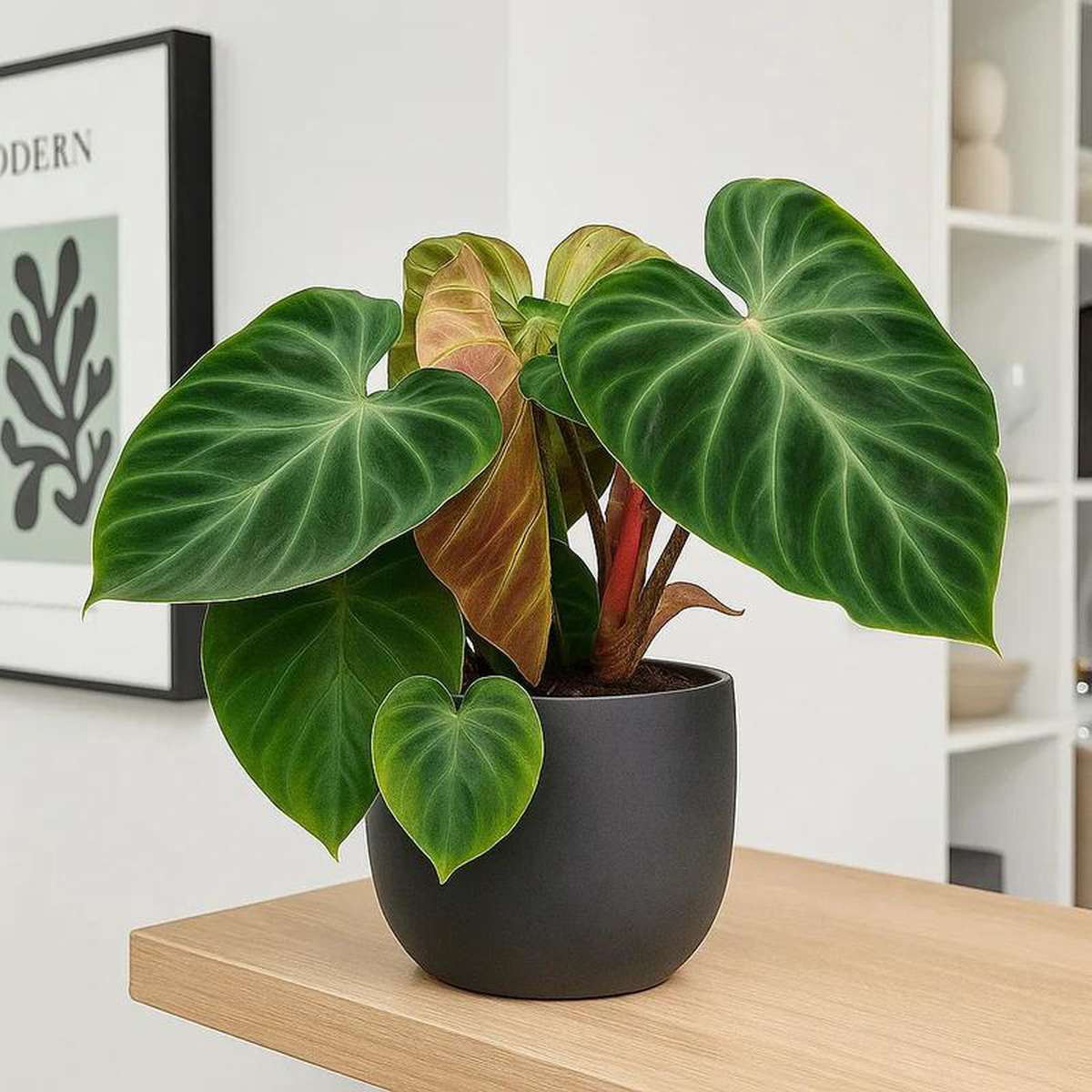 35 8211 45cm Philodendron Verrucosum Incensi 14cm Pot House Plant