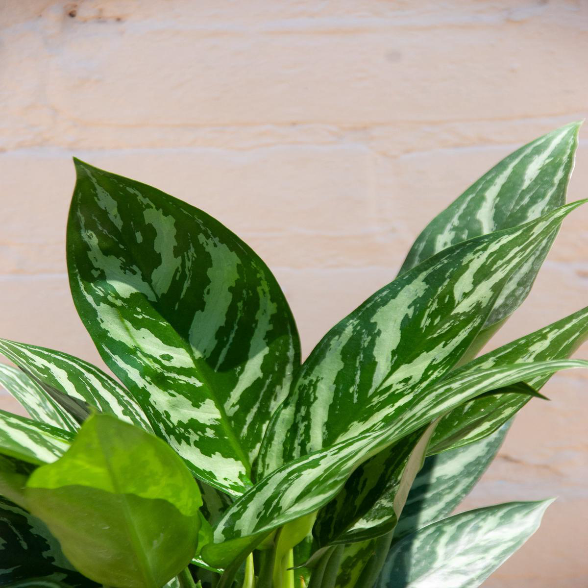 Aglaonema 8217Tigress8217 8211 68221