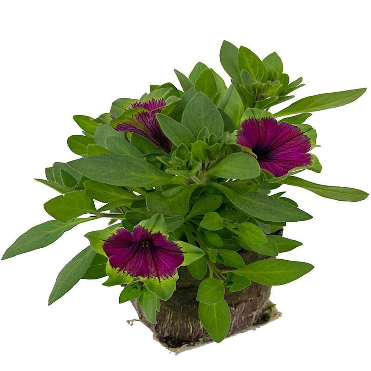 Petunia 8216Picasso in Purple8217 6 Inch