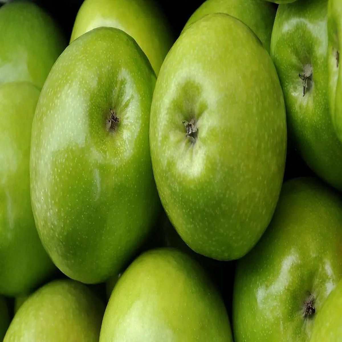 Plant Pommier Granny Smith Demi-Tige diamtre 10-12 cm racine-nue conventionnel