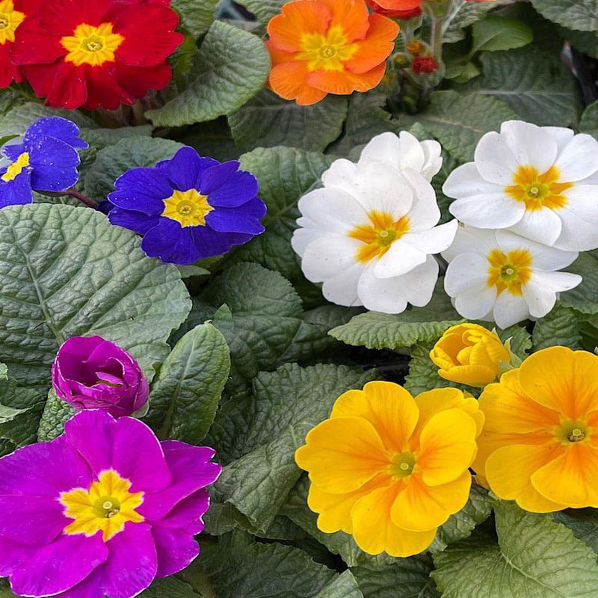 Primrose Yellow 4 Inch