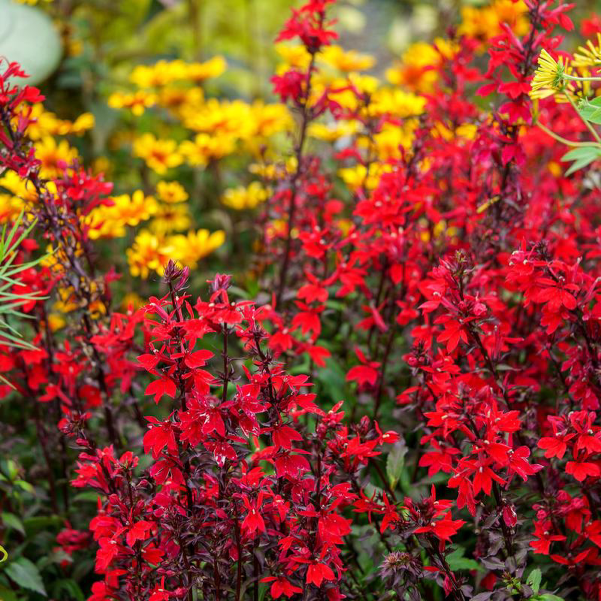 Starship Scarlet Lobelia 2 Gallon