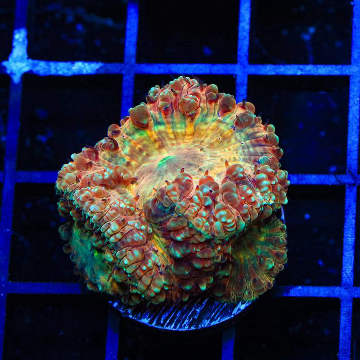 Candy Apple Blastomussa Coral