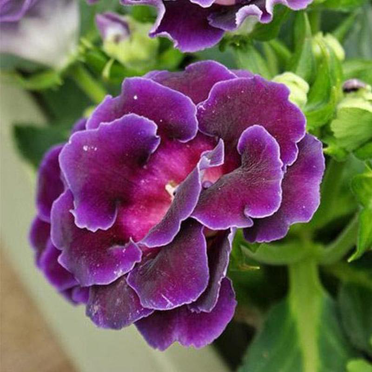 Gloxinia (Purple) 8211 Plant