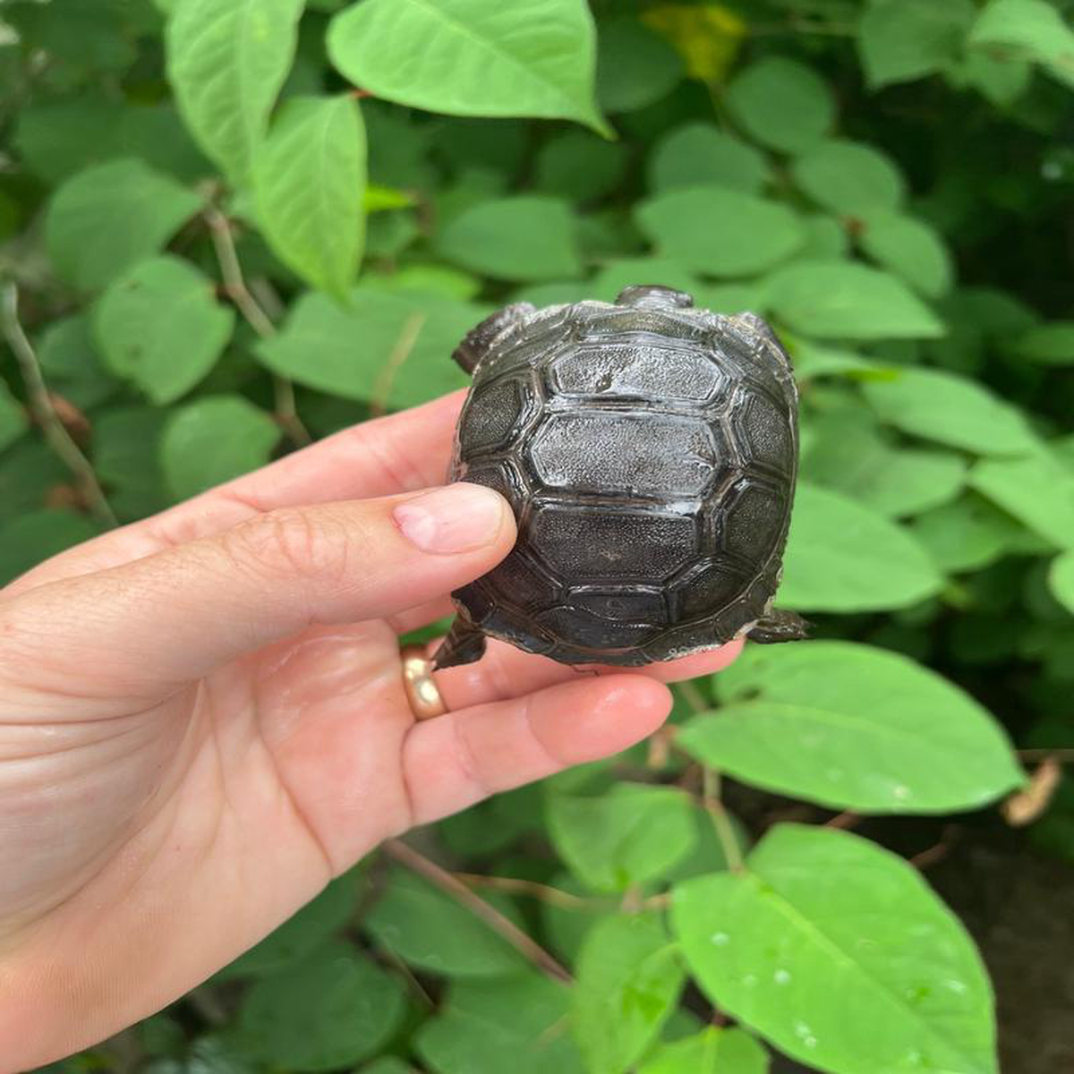 Aldabra Tortoise USA CB 2023 4 (Aldabrachelys gigantea)