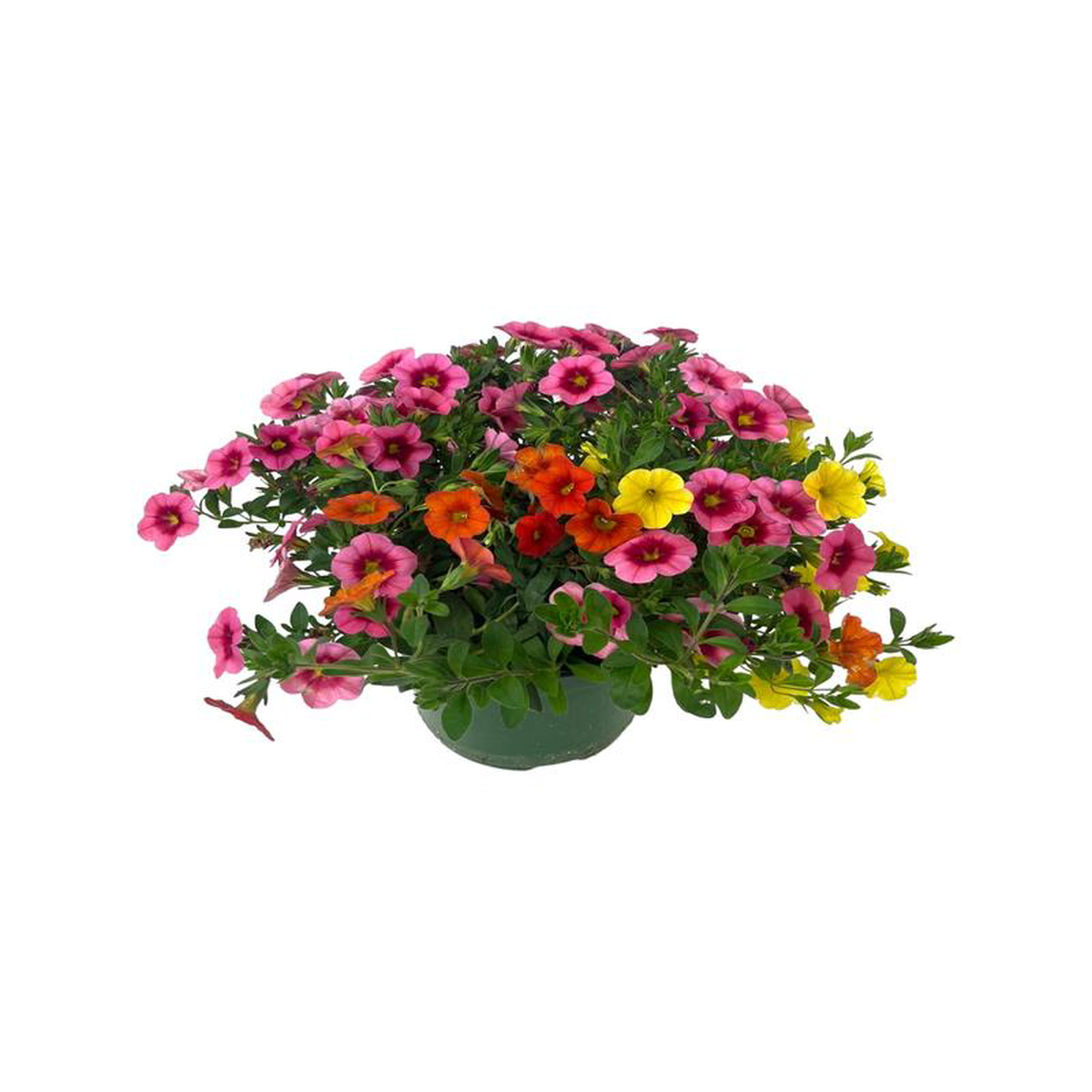 Calibrachoa Confetti Garden 8216Hawaiian Hula Lilli8217 6 Inch