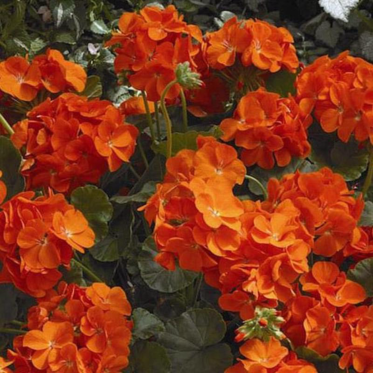 Geranium Ivy Geranium Creeper (Orange) 8211 Plant
