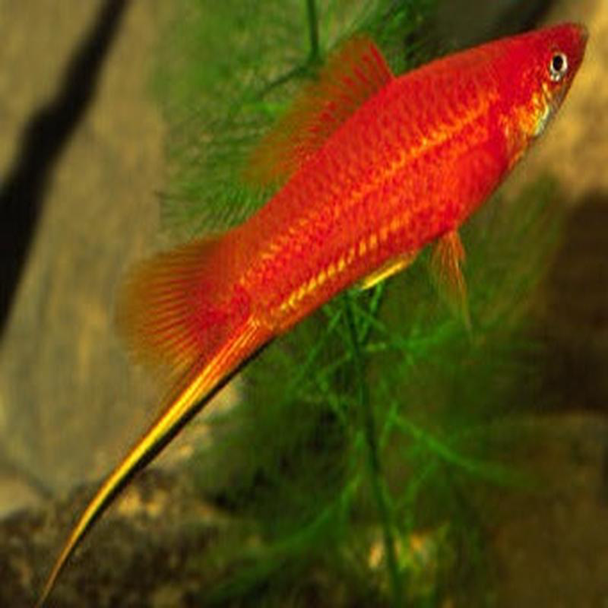 Swordtail 8211 Assorted