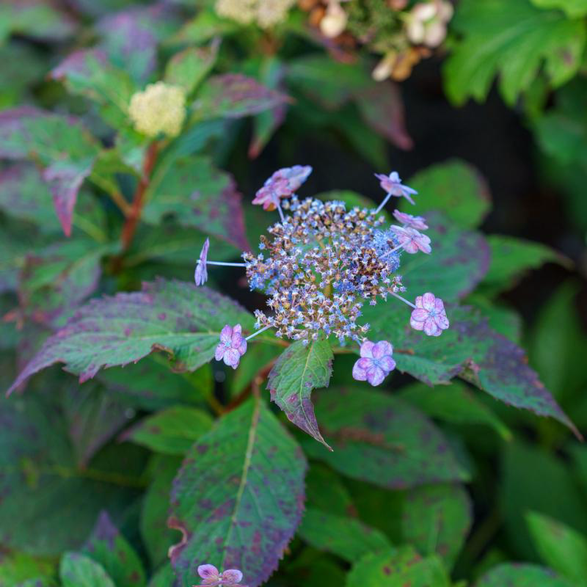 Tuff Stuff Mountain Hydrangea 3 Gallon