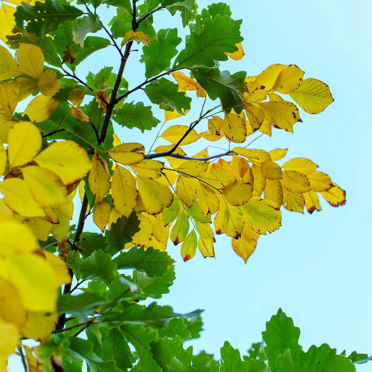 American Yellowwood 175 inch B038B