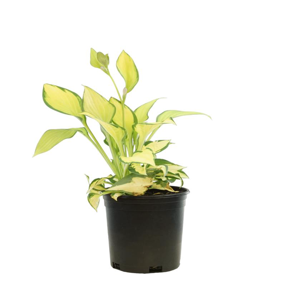 Hosta 8216Orange Marmalade8217 1 Gallon
