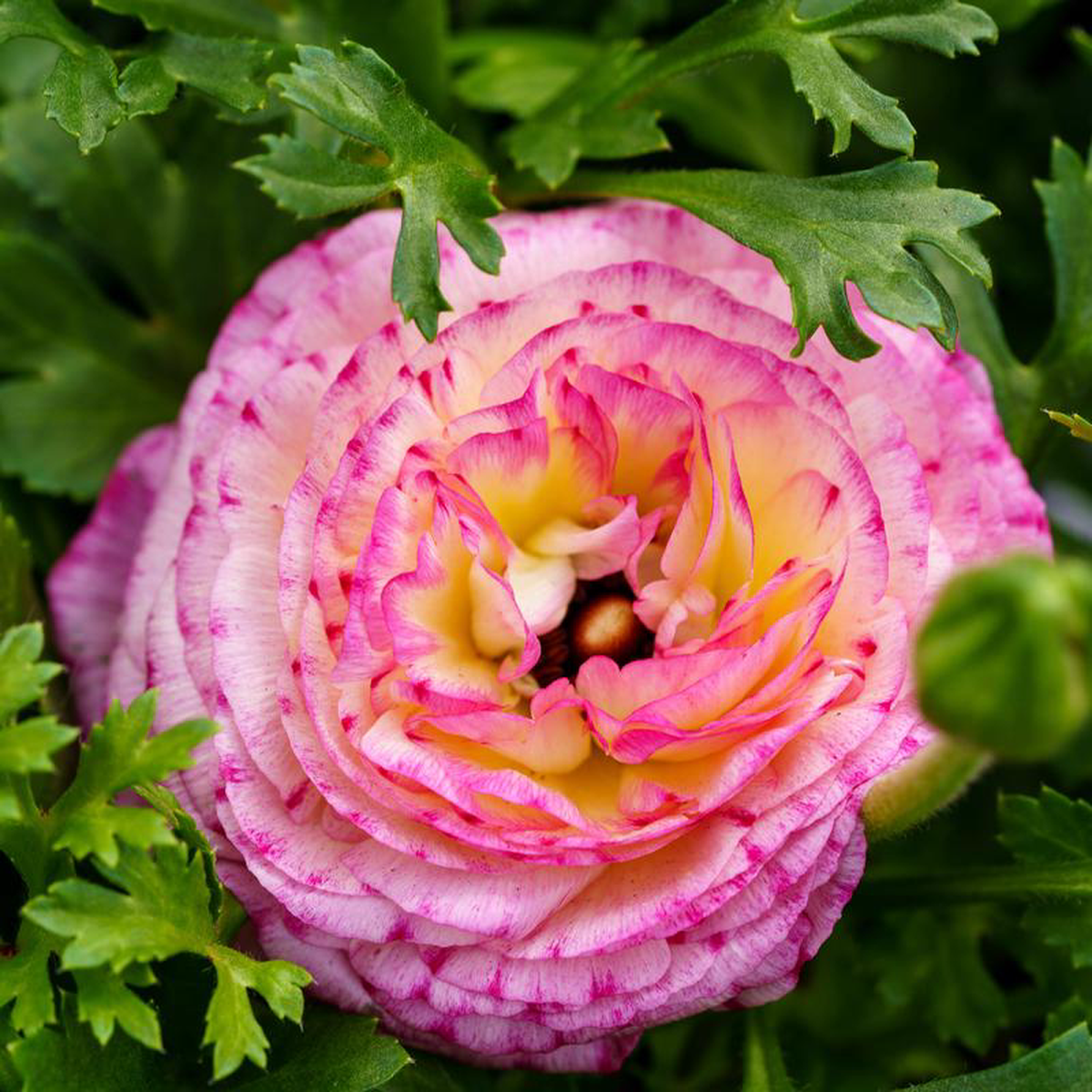 Ranunculus 8 inch Square Pot
