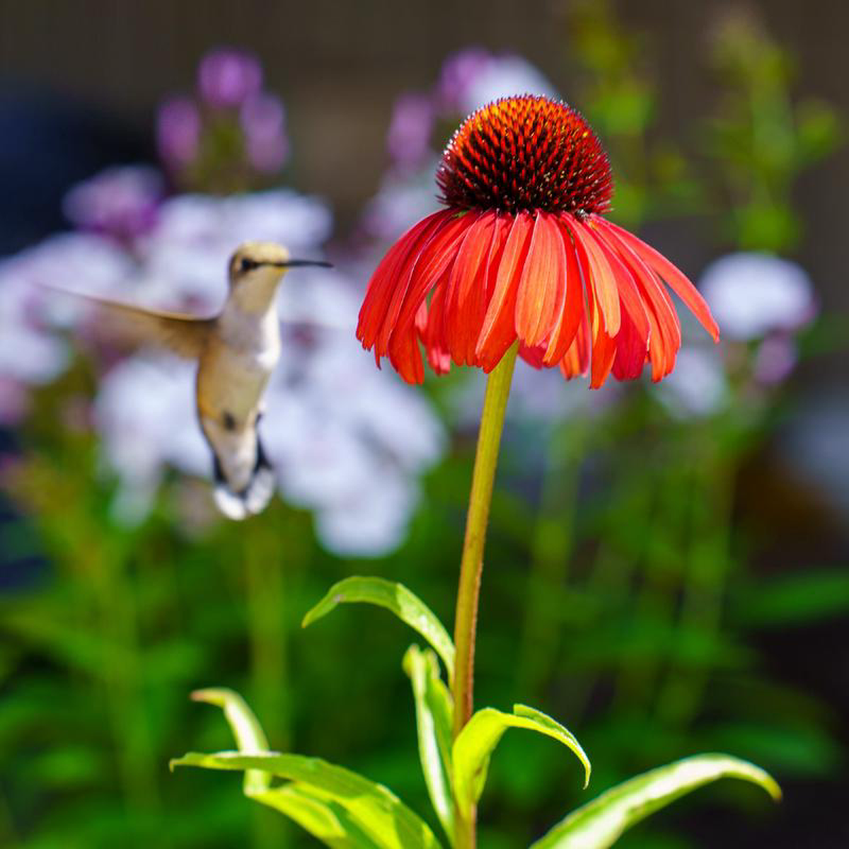 Butterfly Postman Coneflower 1 Gallon