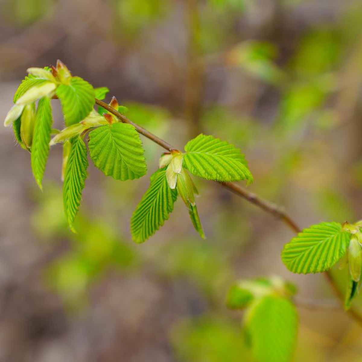Frans Fontaine European Hornbeam 14 to 16 foot B038B