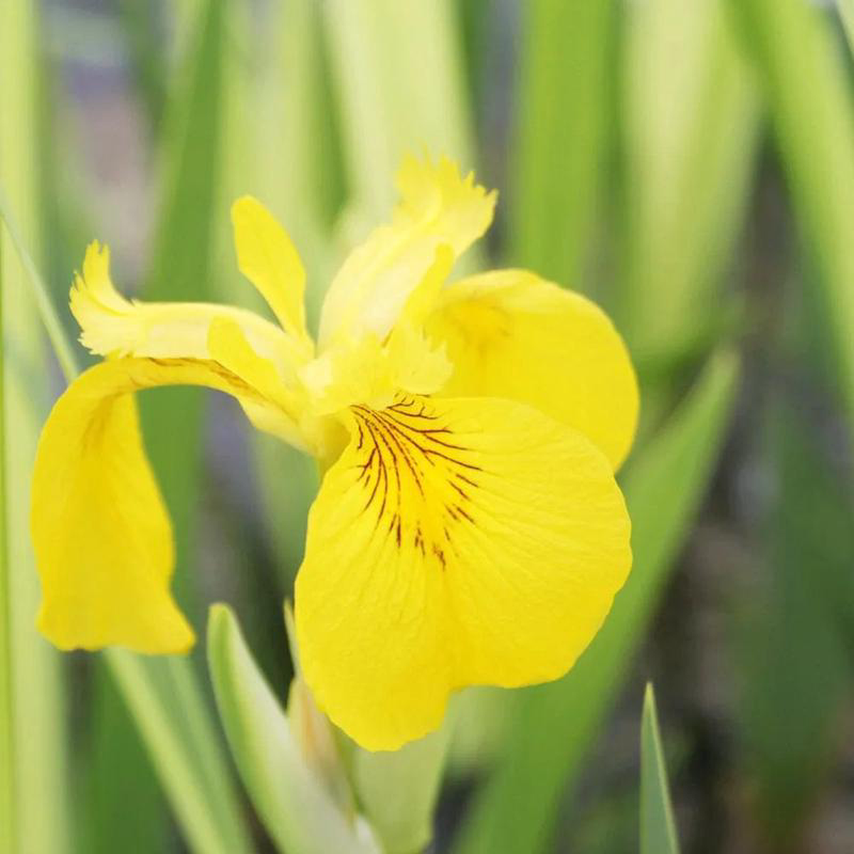 Iris Pseudacorus Variegata Aquatic Pond Plant 8211 Yellow Flag Iris 3ltr Pot Size