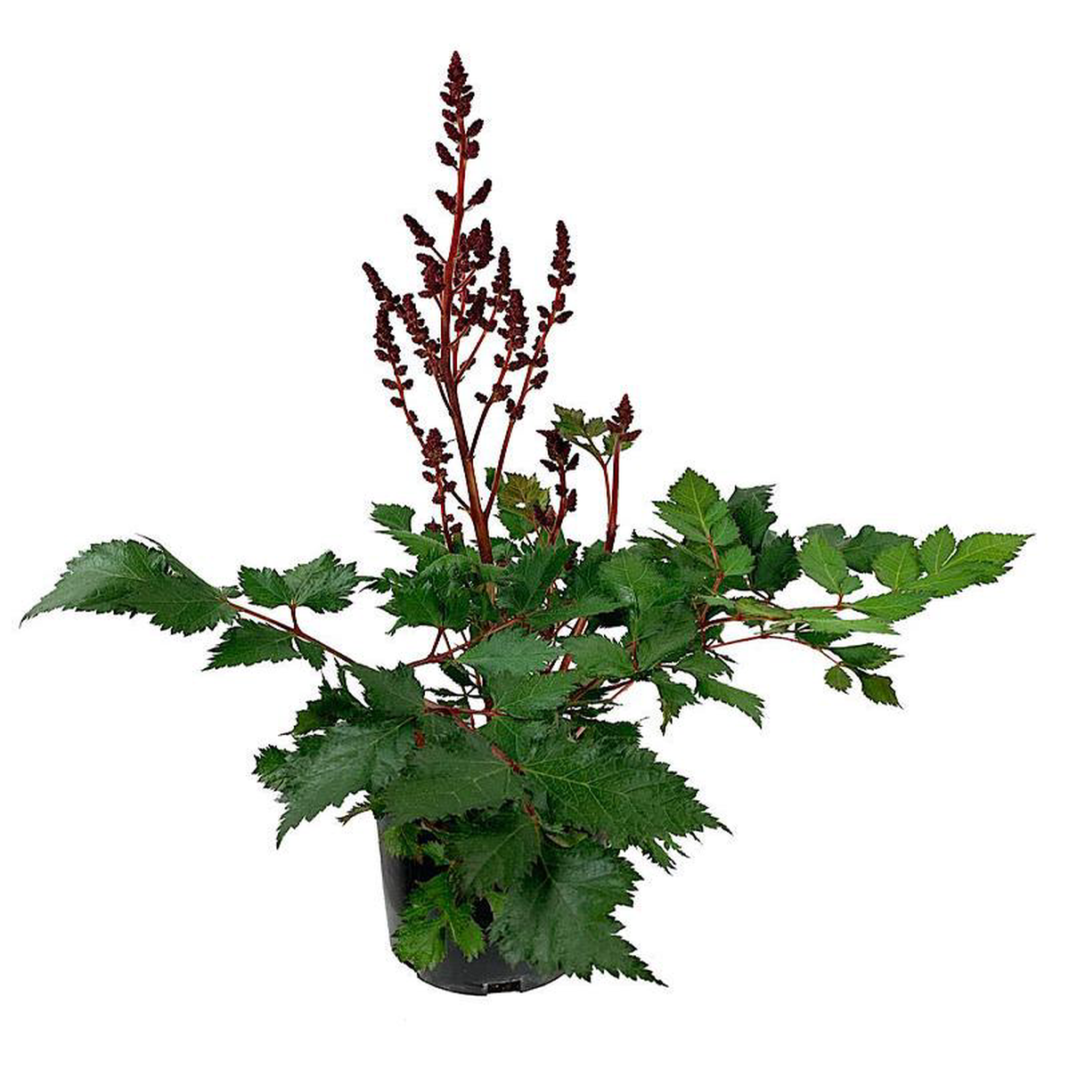 Astilbe chinensis 8216Vision in Red8217 1 Gallon