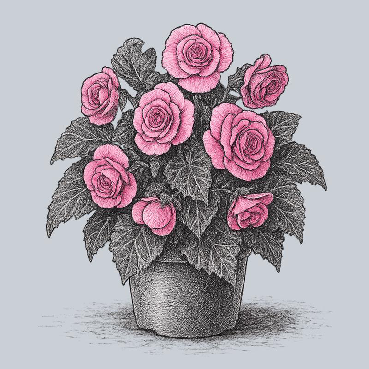 Double Pink Begonia Quart