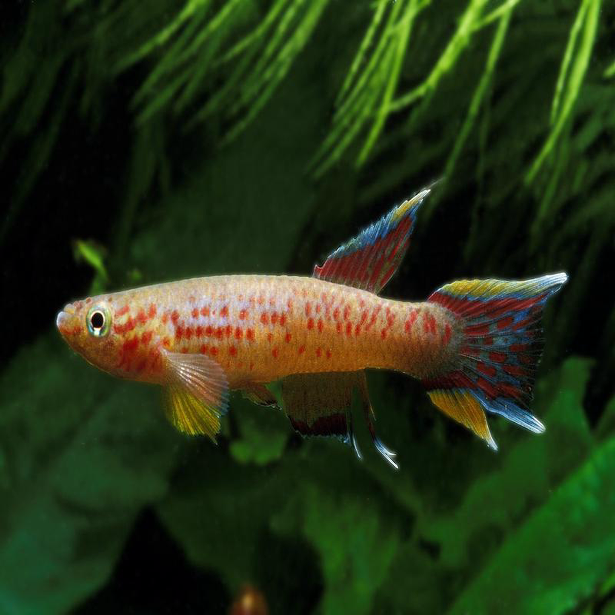 Assorted Aphyosemion Male