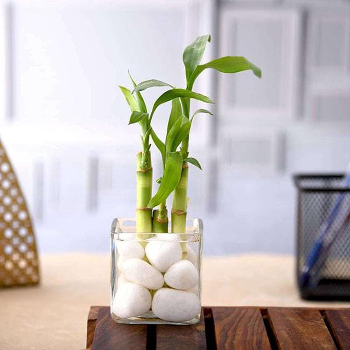 3 Lucky Bamboo Stalks (A Symbol of Happiness) 8211 Gift Plant