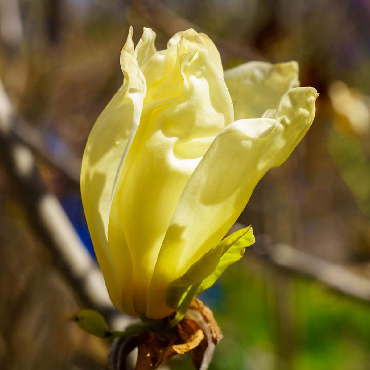 Elizabeth Magnolia 2 inch B038B