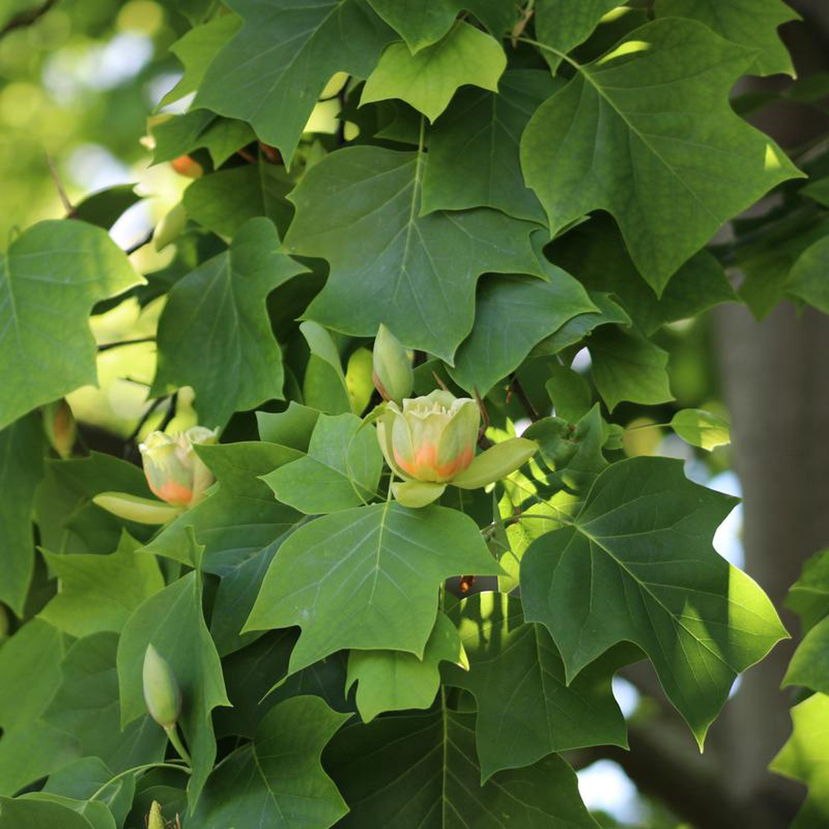American Tulip Tree 2 inch B038B