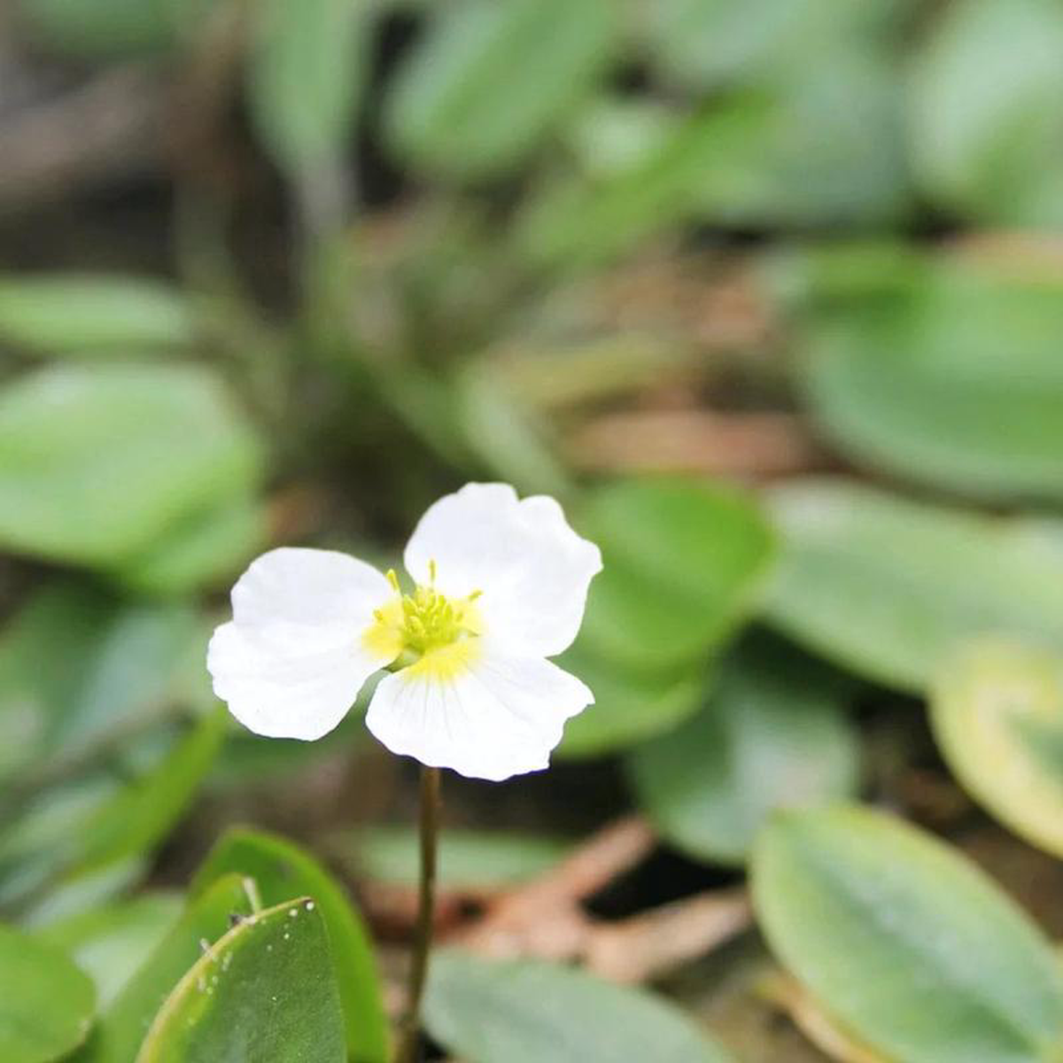 Luronium Natans Aquatic Pond Plant 1ltr (3 Pack)