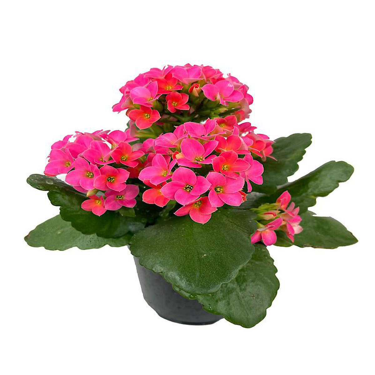 Kalanchoe Orange 6 Inch