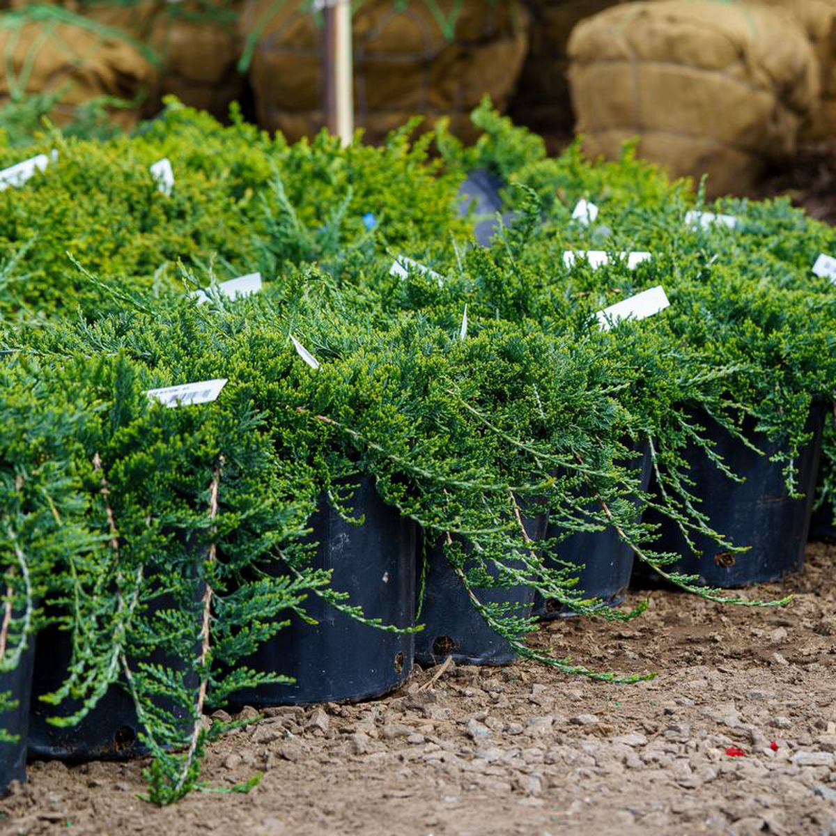 Blue Rug Creeping Juniper 2 Gallon