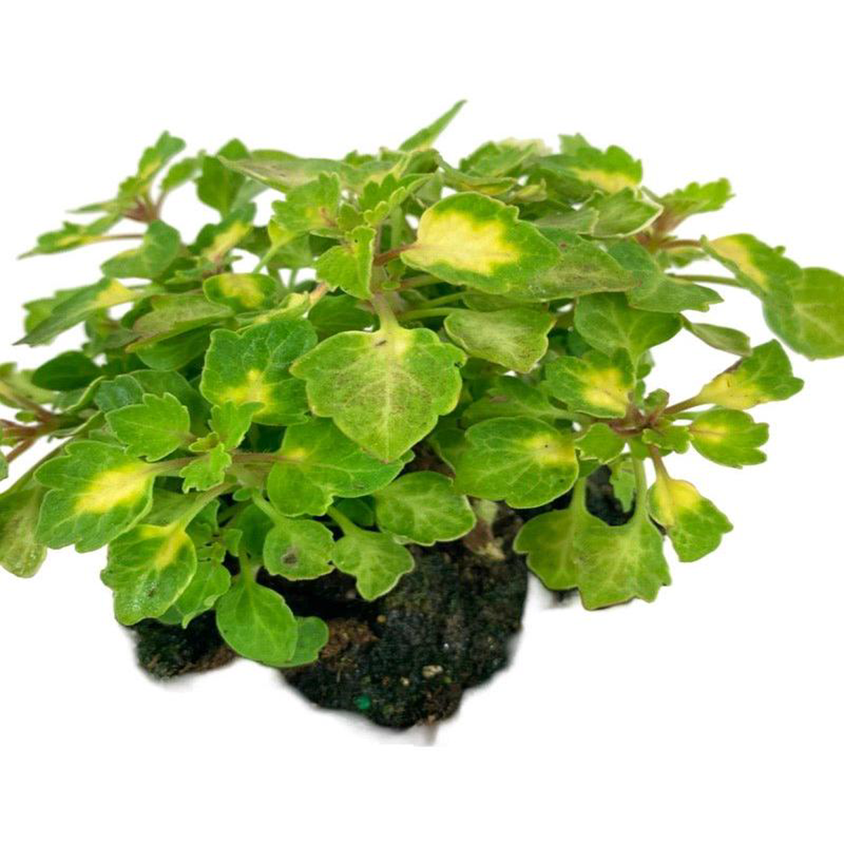 Coleus 8216Great Falls Yosemite8217 4 Inch