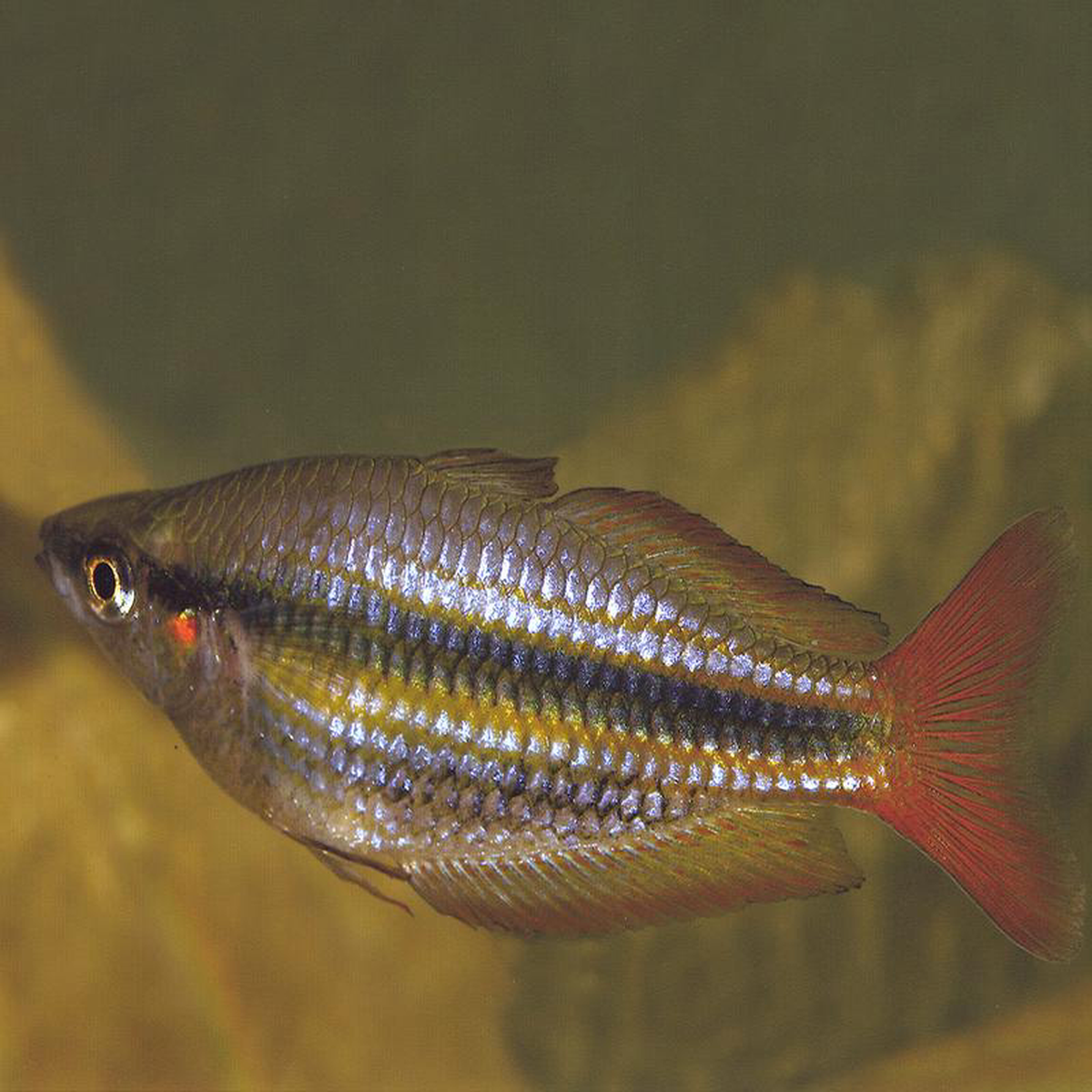 Western Rainbowfish 8211 Drysdale R 8211 M s australis