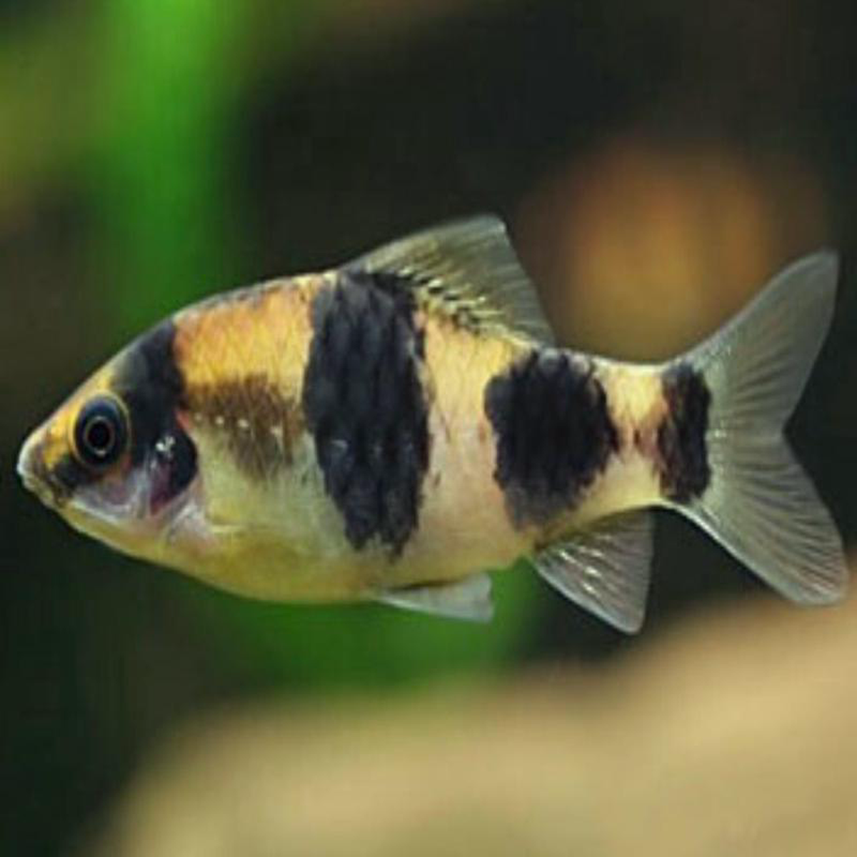 melon Barb