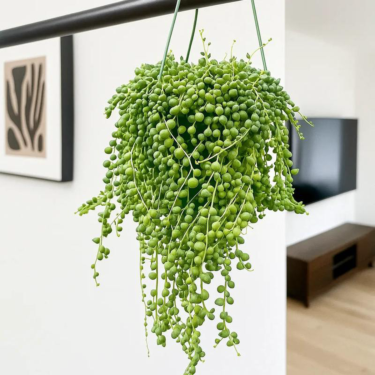 25 8211 30cm String of Pearl in Hanging Pot Senecio Rowleyanus 14cm Pot House Plant