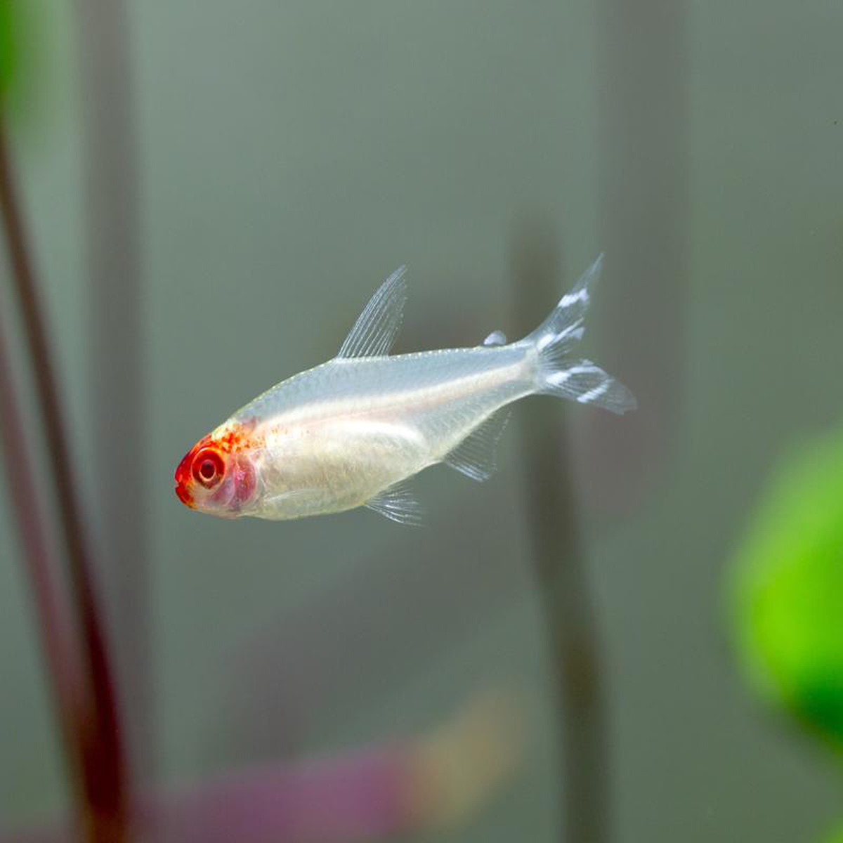 Rummynose Tetra 8211 Albino Special (6 for 45)