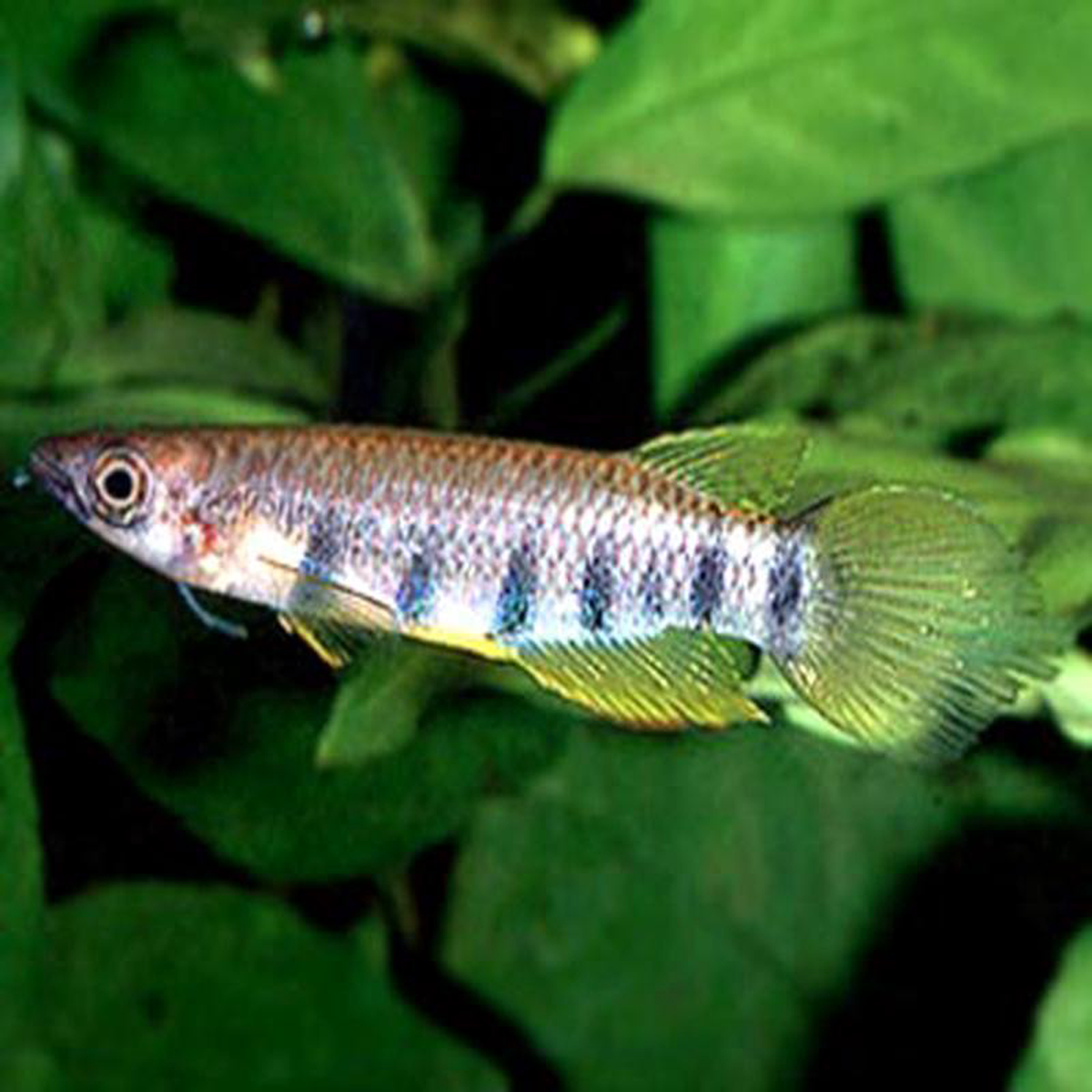Epiplatys Sexfasciatus 8211 Killifish