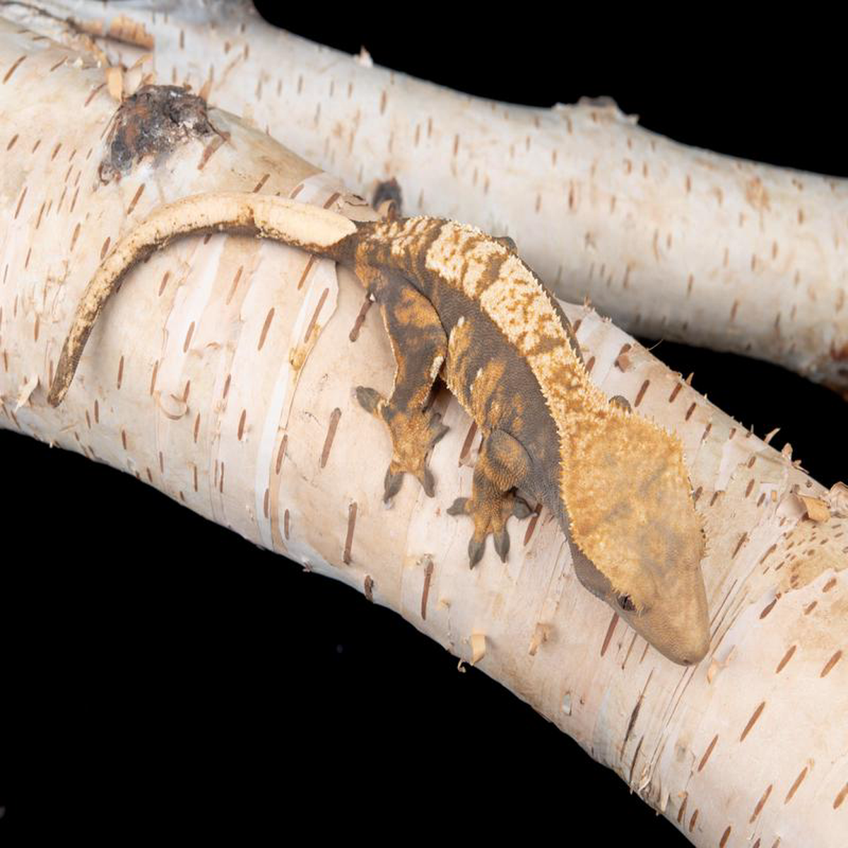Female Het Axanthic ((ax)-0529-4)