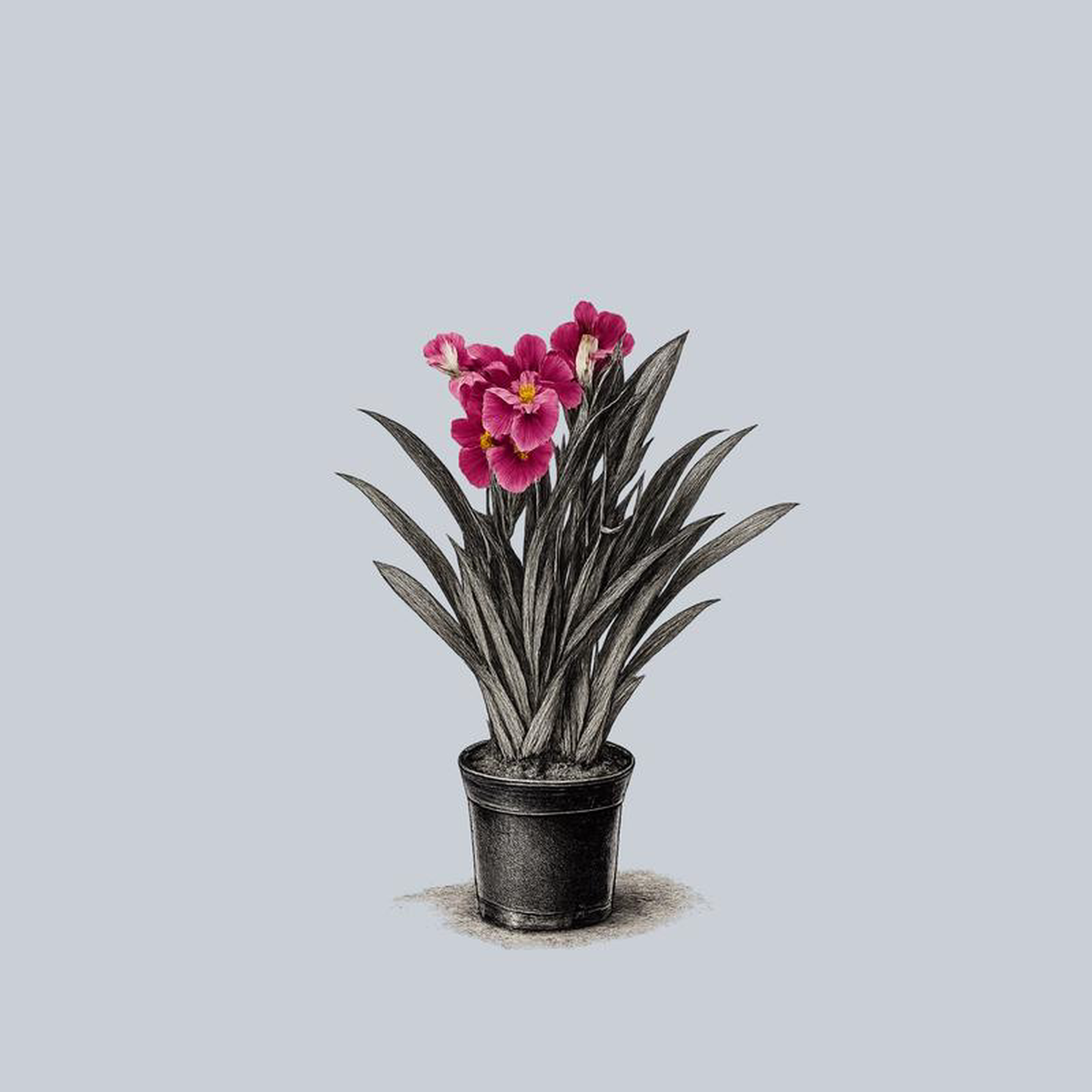 Pansy Orchid 1 Gallon