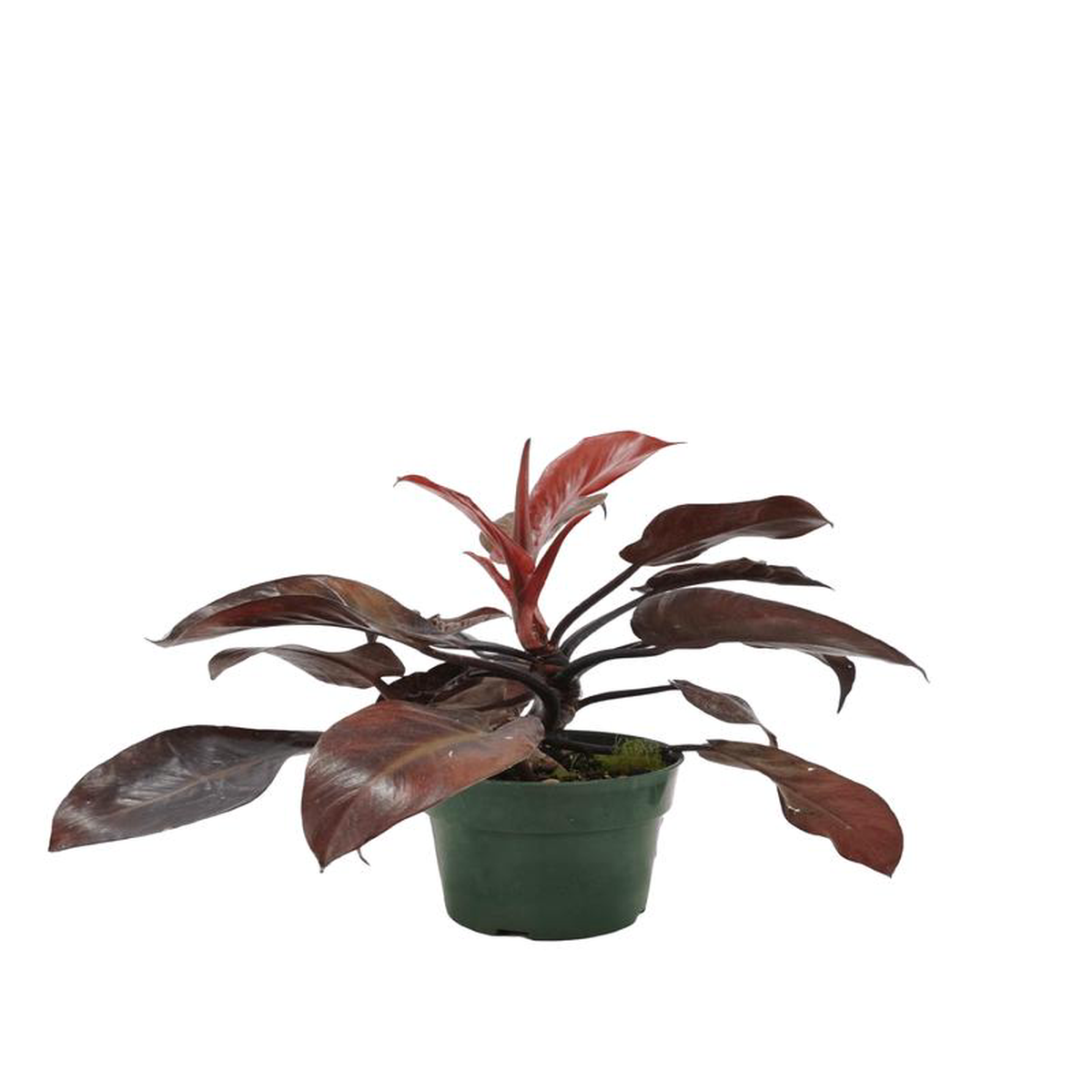 Philodendron 8216McColley8217s Finale8217 2 Gallon