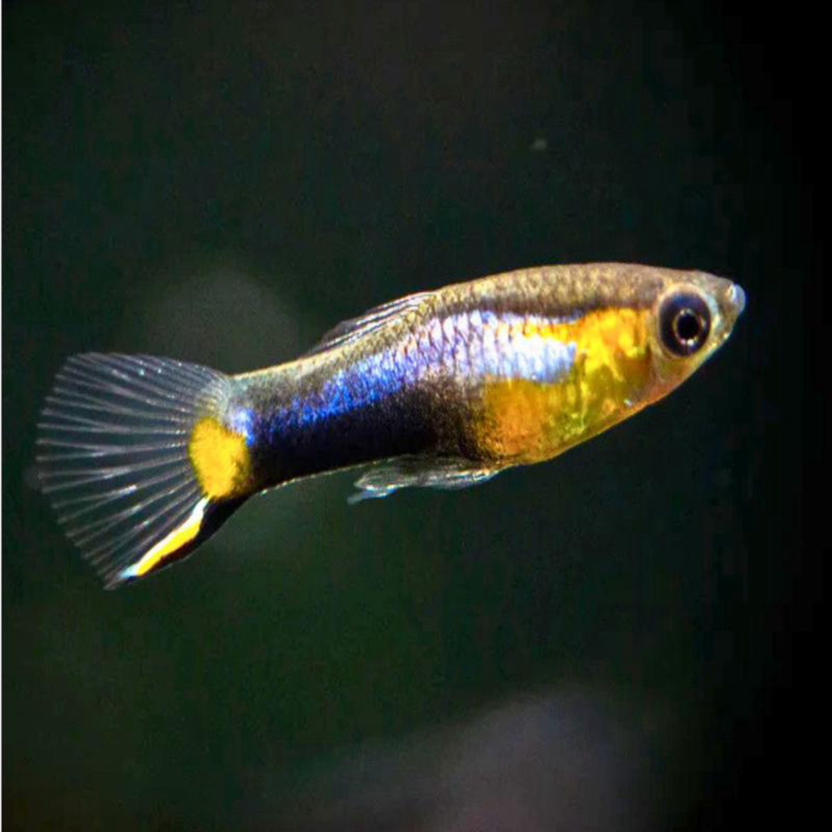 Endler Guppy 8211 French Blue