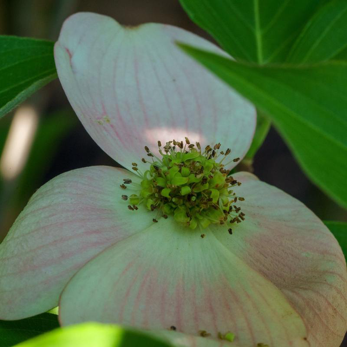 Stellar Pink Dogwood 2 inch B038B