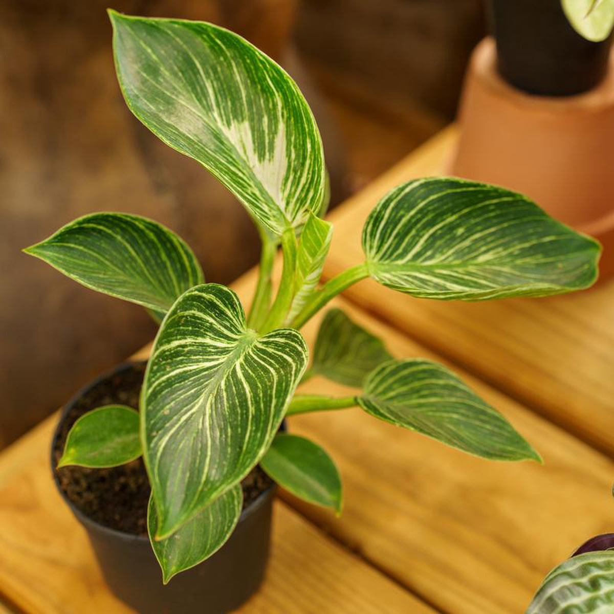 Birkin Philodendron 45 inch Pot