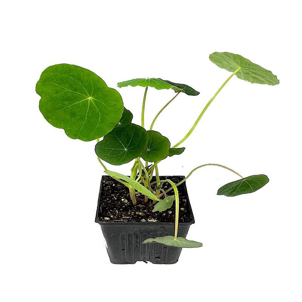 Nasturtium 8216Empress of India8217 4 Inch