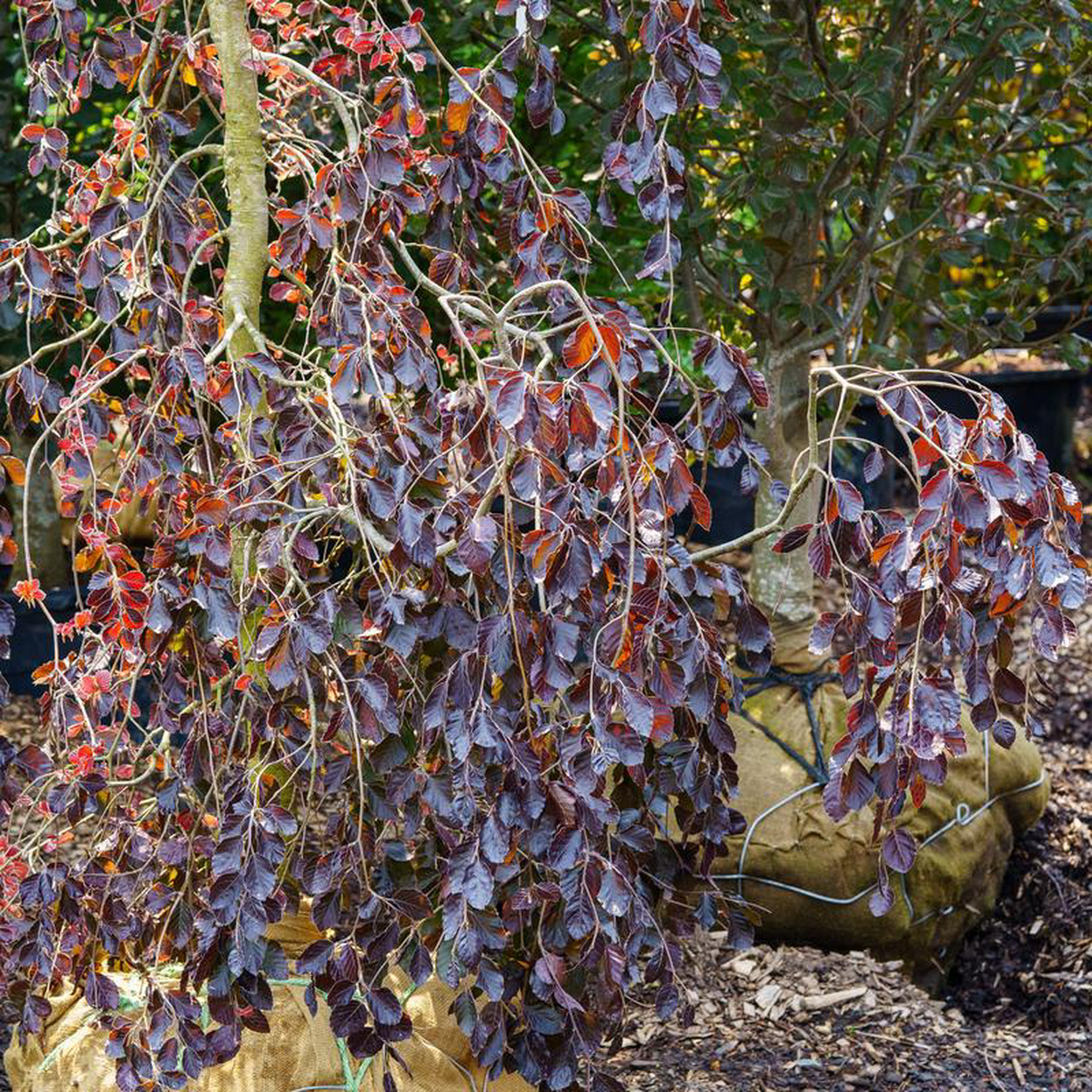 Purple Fountain Beech 3 inch B038B