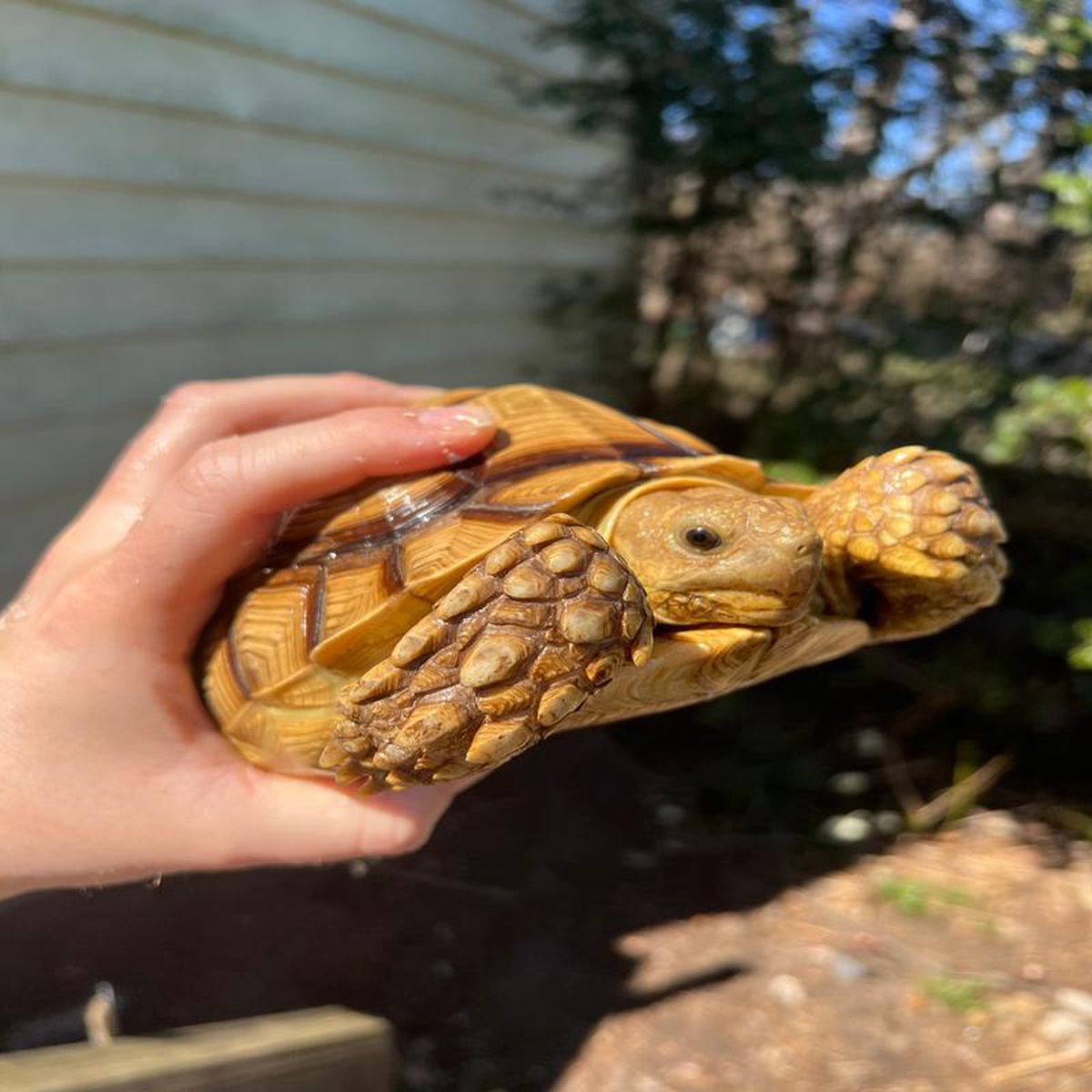 African Spurred Tortoise Female (7-8 inch) (Centrochelys sulcata)